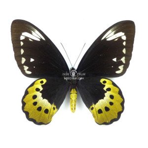 Female